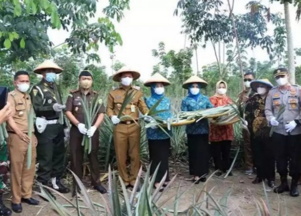 Serat Daun Nanas