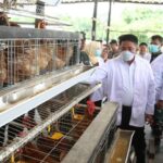 Penyerahan Sertifikat NKV
